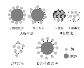 Descripción general de los métodos de inmovilización de enzimas. - Longchang Chemical
